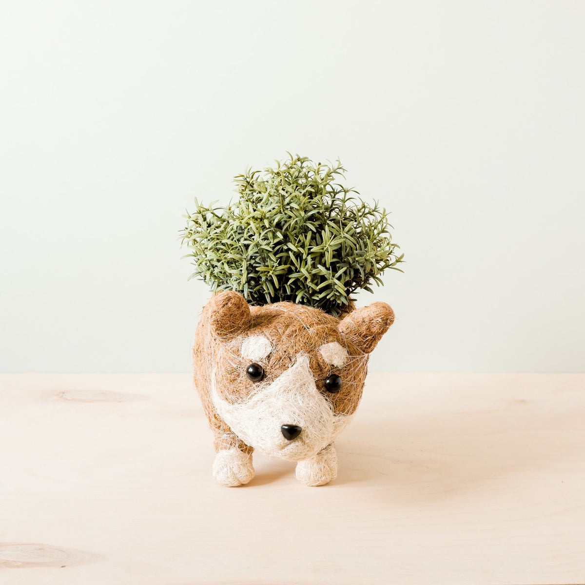 Corgi-kookoskuituruukku kasvin kanssa edestä