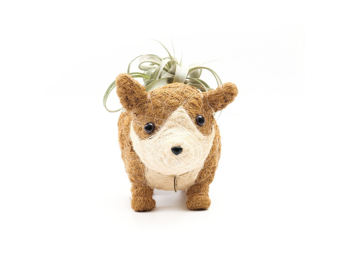 Corgi-kruka i kokosfiber med luftväxt, framifrån