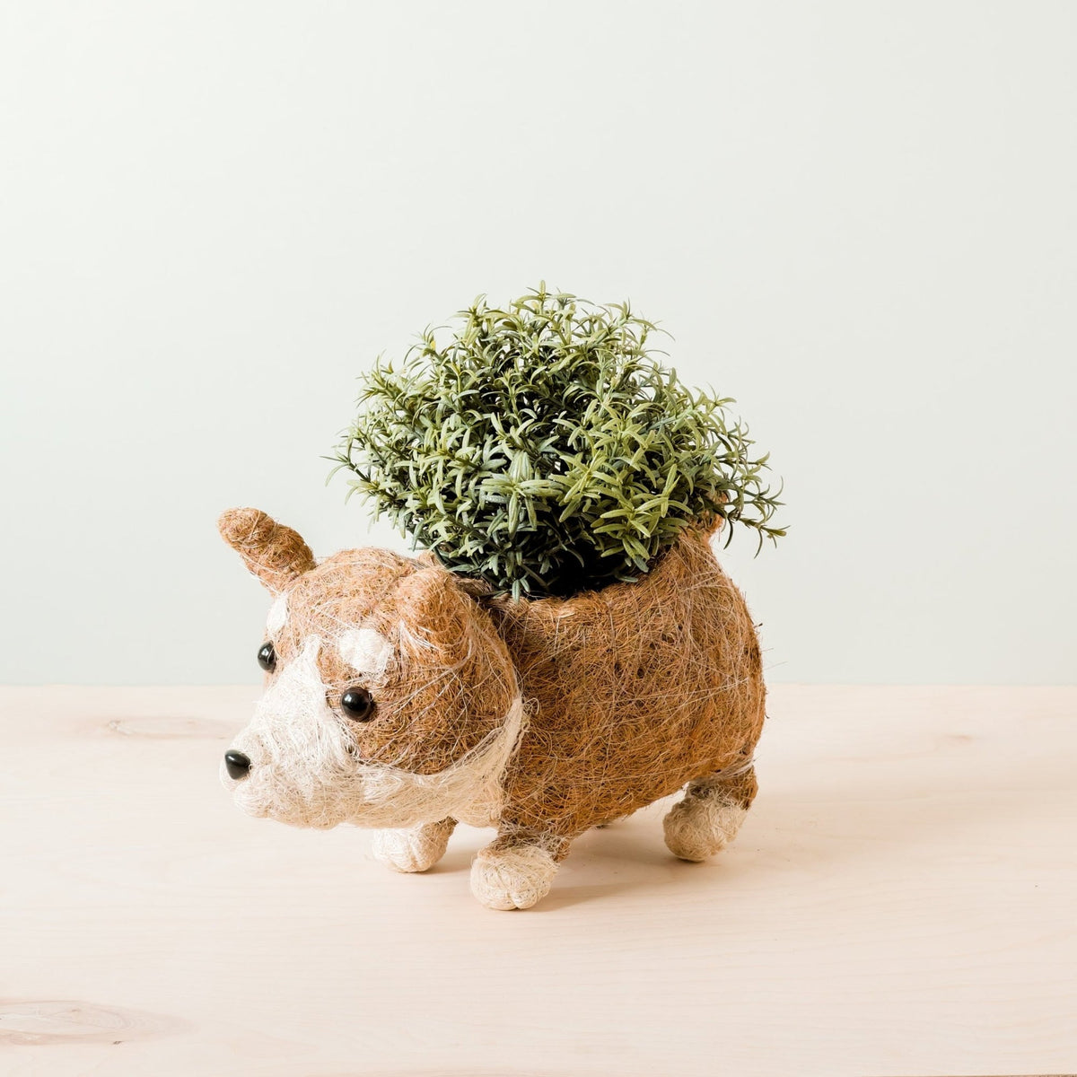 Corgi-eläinruukku kookoskuidusta pienen kasvin kanssa
