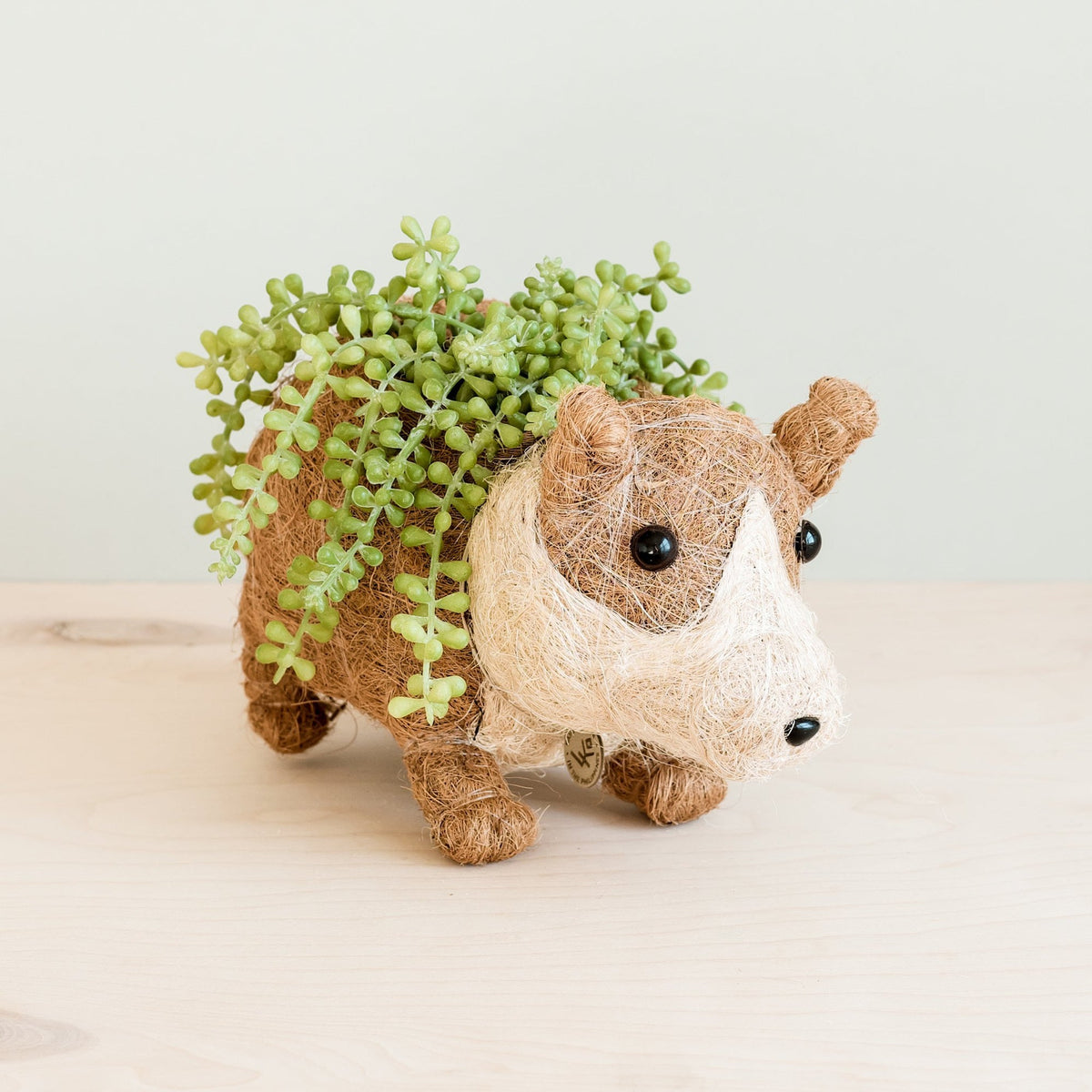 Handgjord corgi-planterare i kokosfiber fylld med gröna suckulenter, hållbar inredningsdetalj på ljus bakgrund