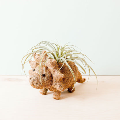 Triceratops-djurkruka i kokosfiber med en liten växt